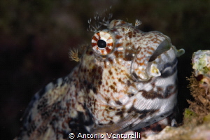 Barnacle blenny_February2025
CanonEF100,1/200,f10,iso125) by Antonio Venturelli 